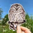 Cozy Barred Owl Sticker For Sale