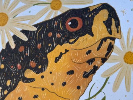 Box Turtle Art Print (8 x10 ) For Discount