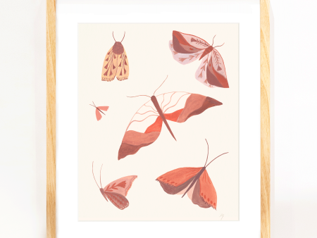 Moth Study Print (8x10) Fashion